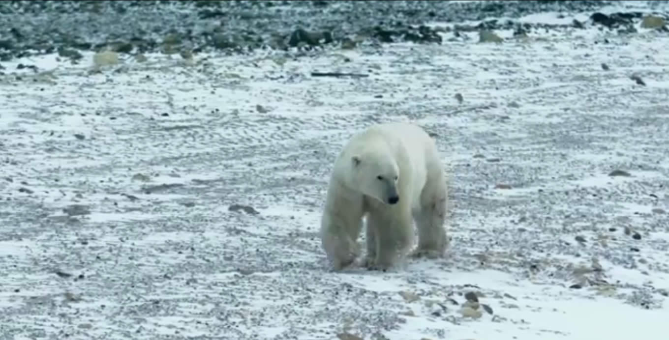 Google Street View polar bears