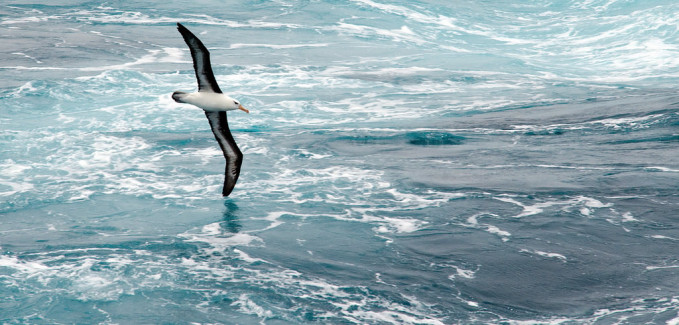 Albatross