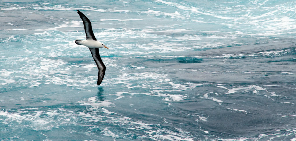 Albatross