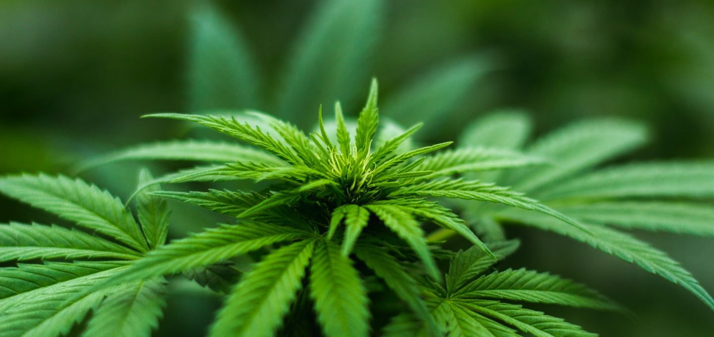 Cannabis