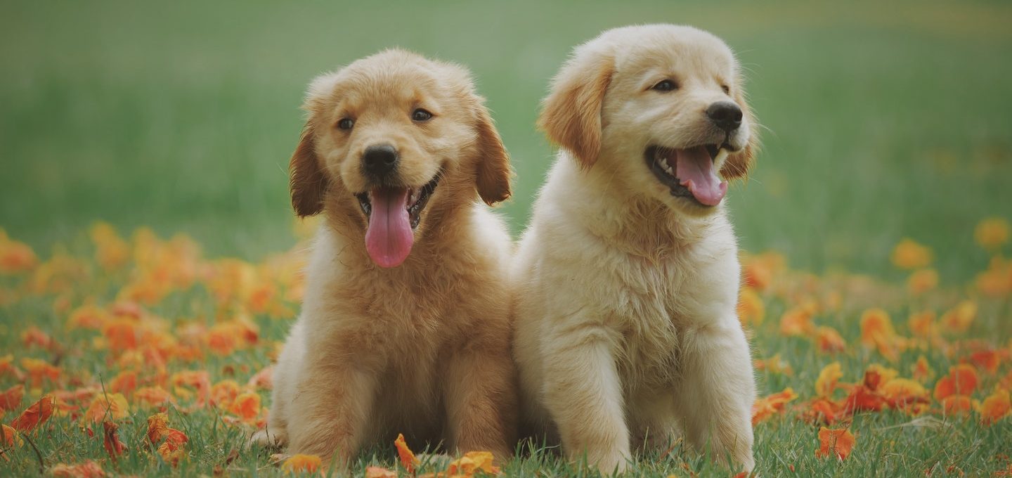 Puppies